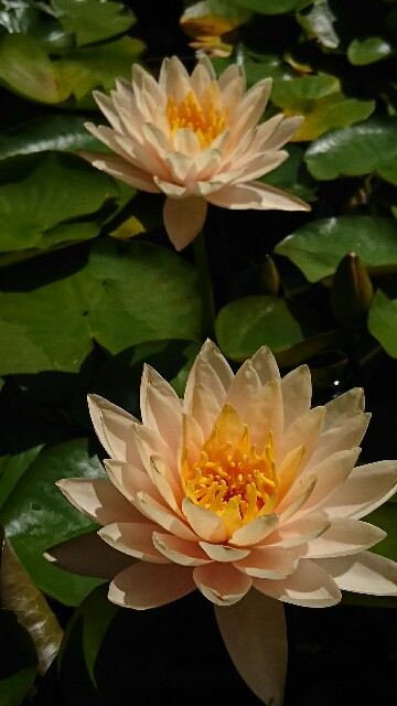 f:id:rosehiro18:20180828170152j:image
