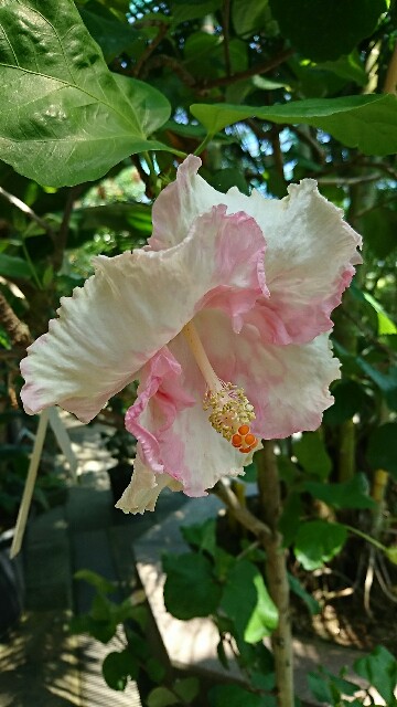 f:id:rosehiro18:20180828171228j:image