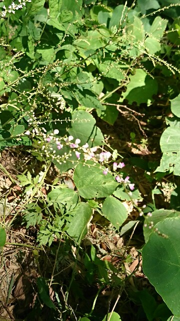 f:id:rosehiro18:20180830132930j:image