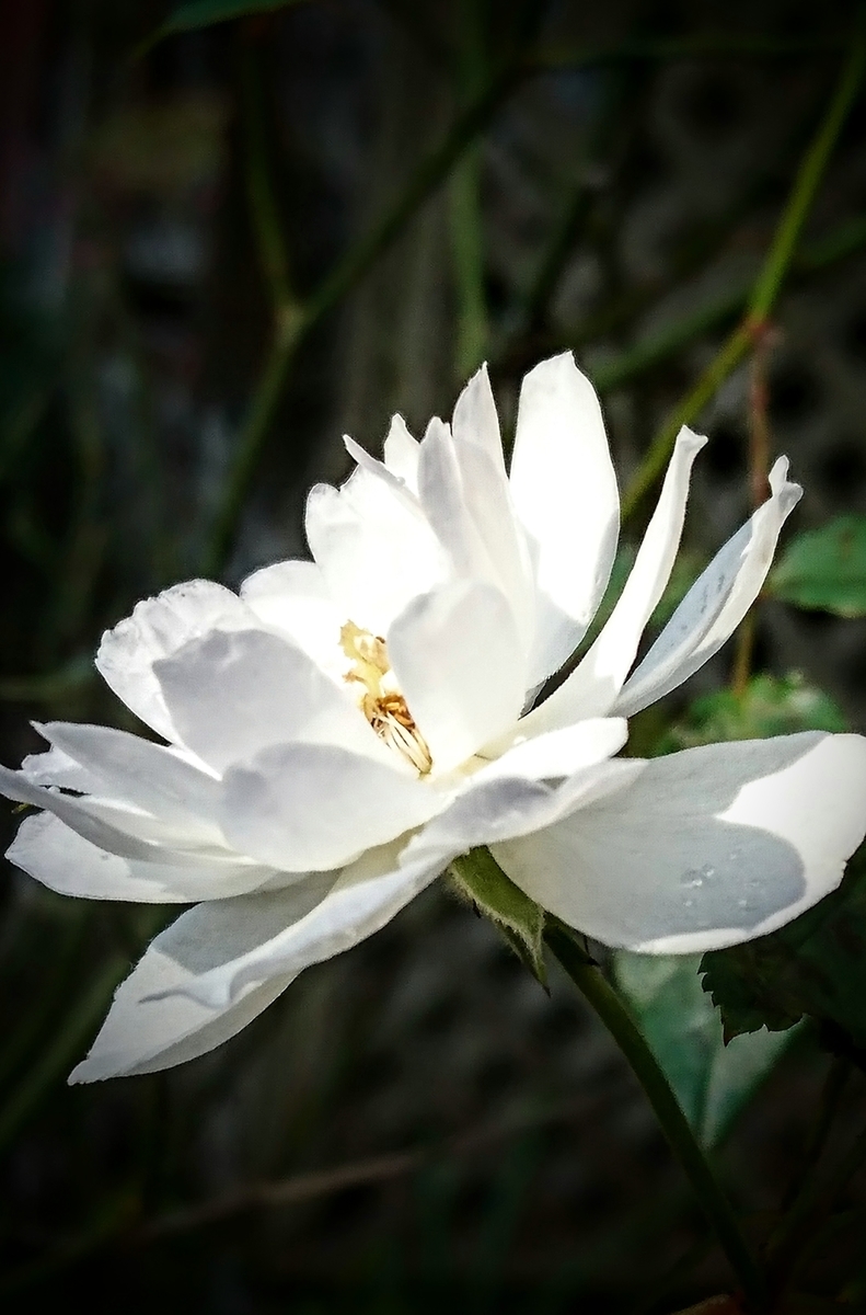 f:id:rosehiro18:20191110093115j:plain