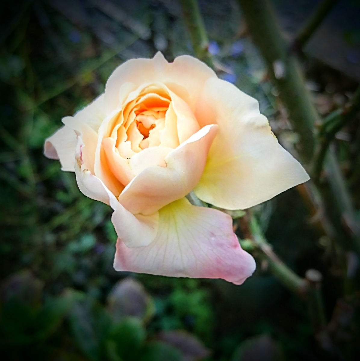 f:id:rosehiro18:20191110093337j:plain