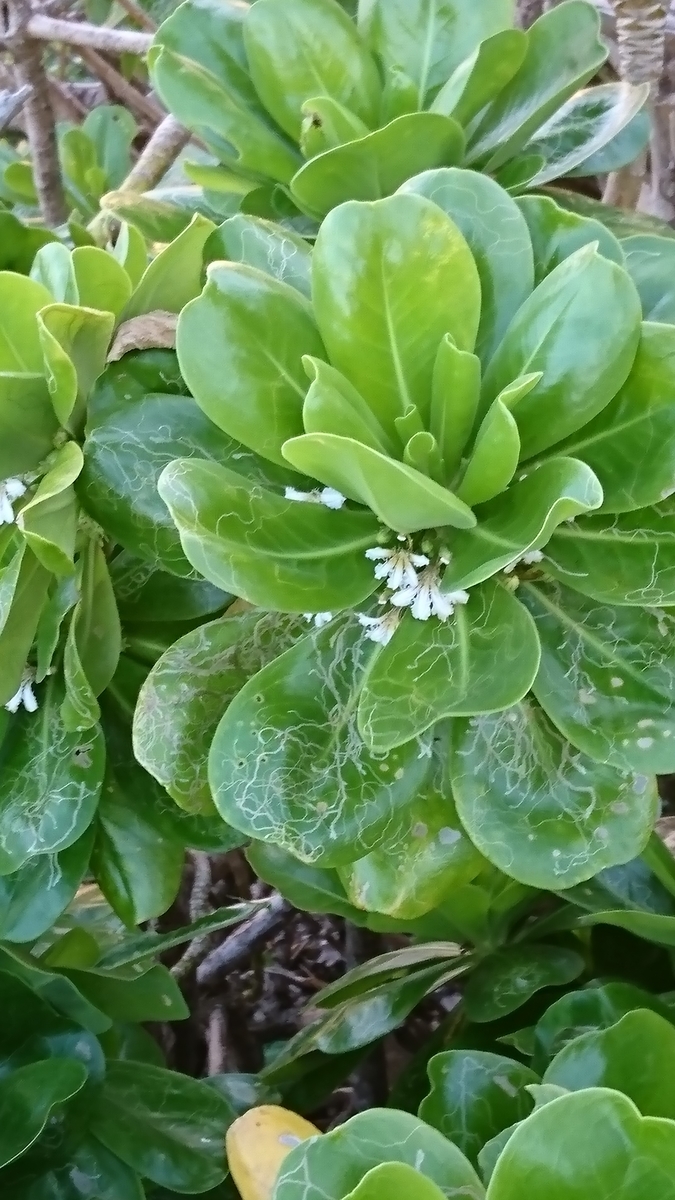 f:id:rosehiro18:20191121101148j:plain