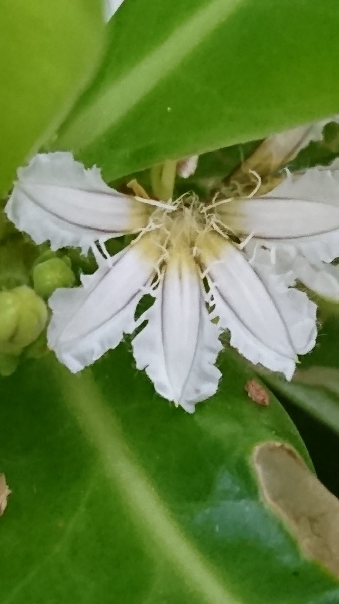 f:id:rosehiro18:20191121101406j:plain