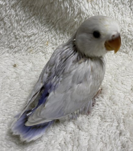 コザクラインコ東京 コザクラインコ東京