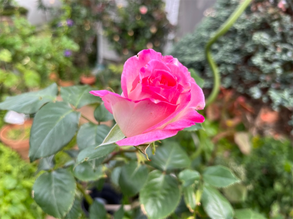 f:id:rosepoint1224:20250505101538j:image f:id:rosepoint1224:20250505101538j:image