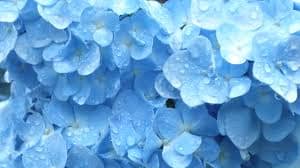 f:id:roseriche:20190708185351j:plain f:id:roseriche:20190708185351j:plain