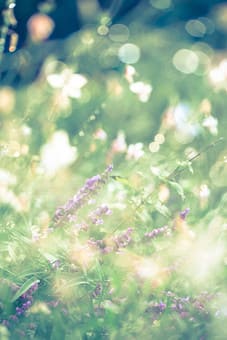 f:id:roseriche:20190713182146j:plain f:id:roseriche:20190713182146j:plain