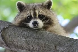 f:id:roseriche:20190801182058j:plain f:id:roseriche:20190801182058j:plain
