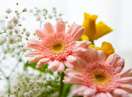 f:id:roseriche:20190801192007j:plain f:id:roseriche:20190801192007j:plain