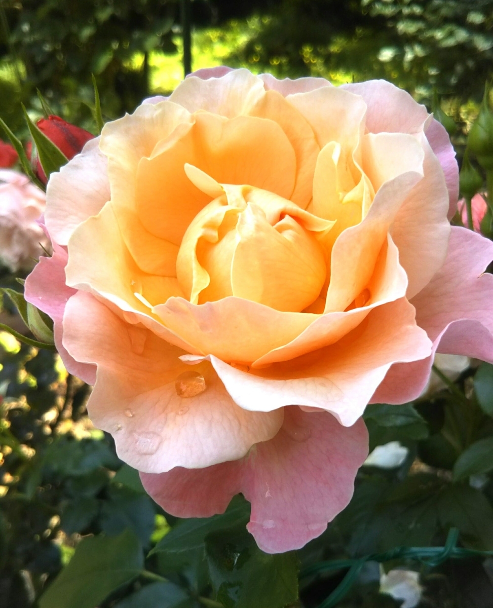 f:id:roseriche:20200529104823j:plain f:id:roseriche:20200529104823j:plain