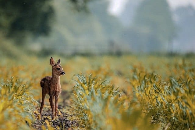 野生の勘や危険回避能力