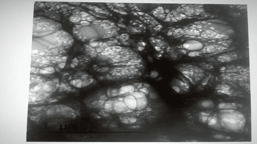 vlcsnap-2021-06-25-23h16m17s736.png