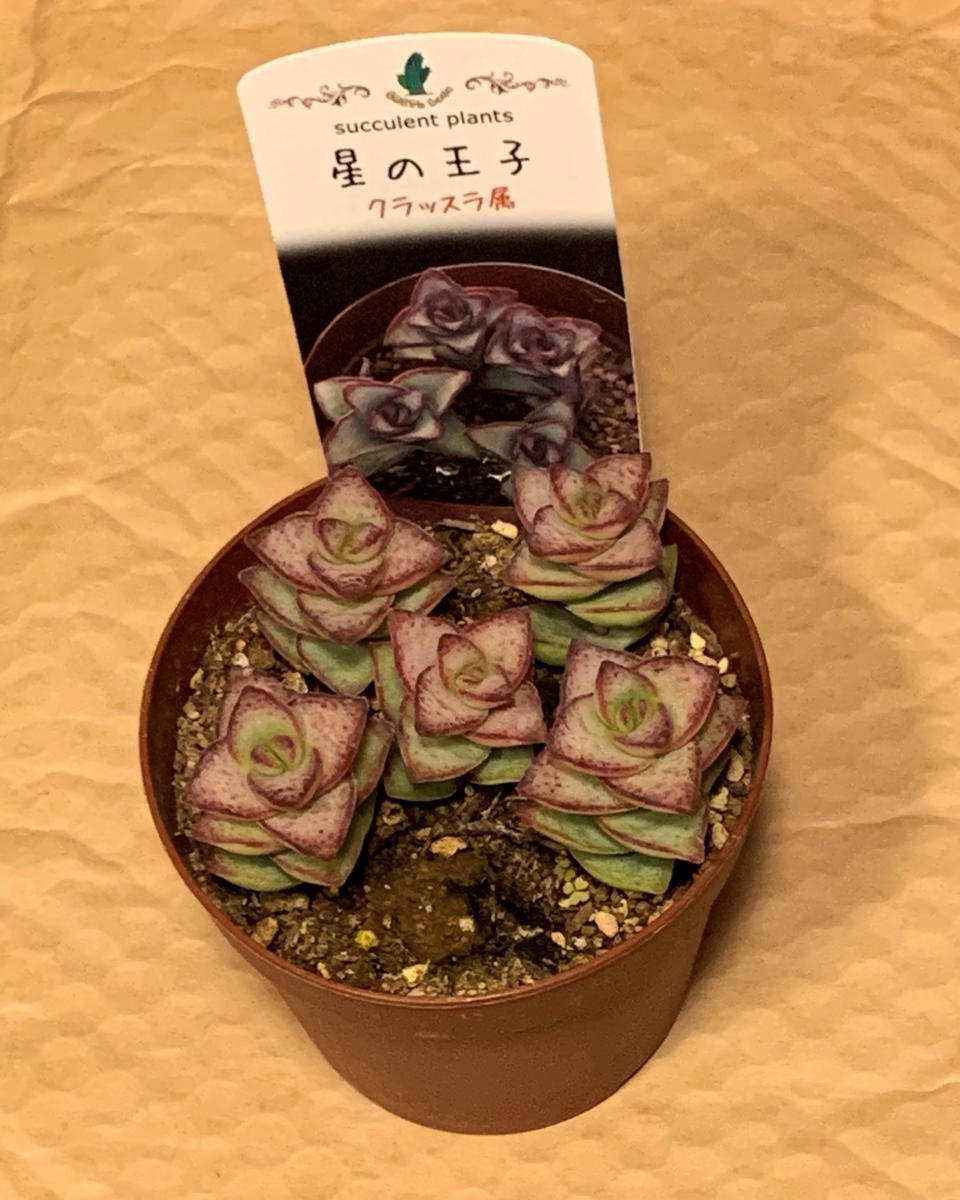 多肉植物 星の王子 に魅せられて Jardin De Calm と暮らし 多肉植物 星の王子 に魅せられて Jardin De Calm と暮らし