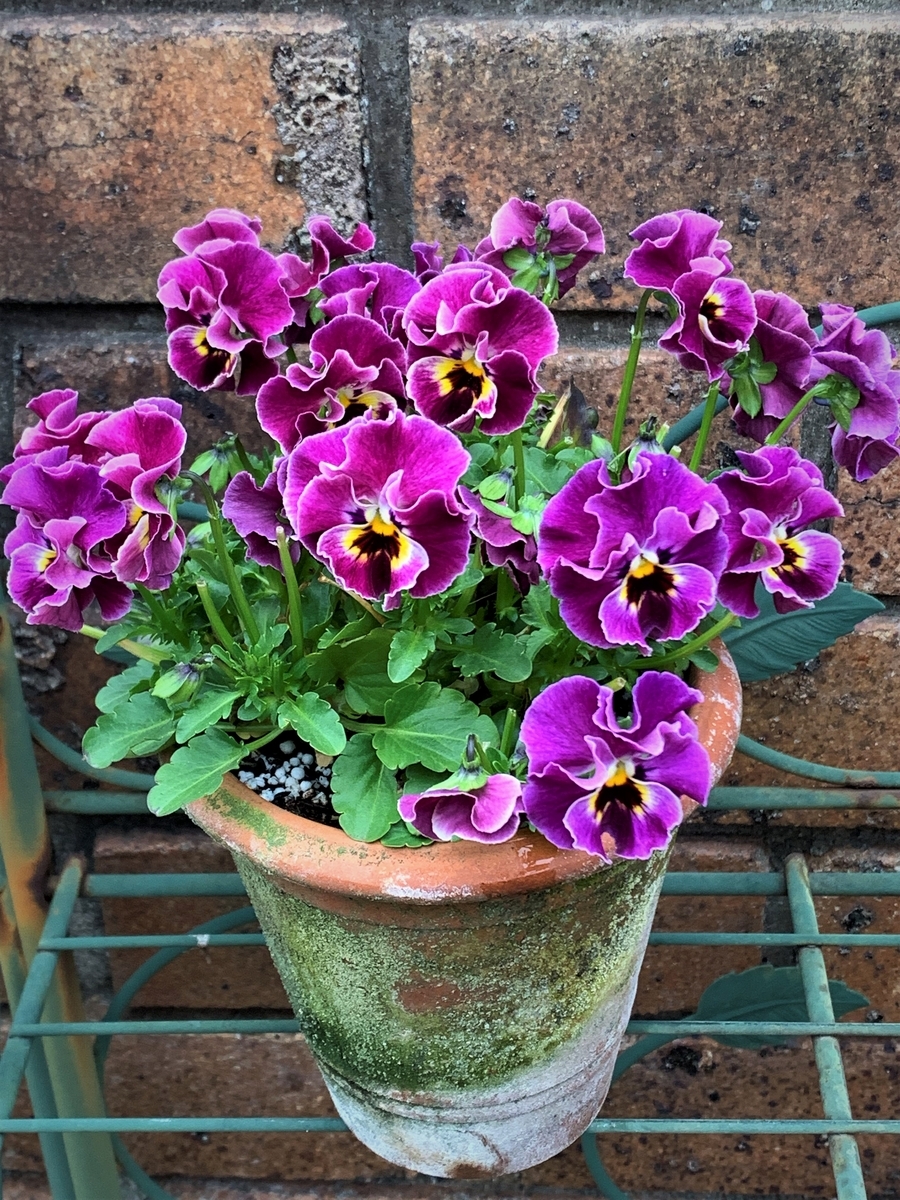 ビオラシェルブリエ苗