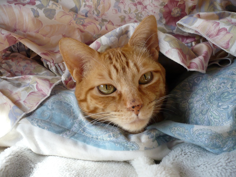 f:id:roshiatehamother413951:20180427131922j:plain f:id:roshiatehamother413951:20180427131922j:plain