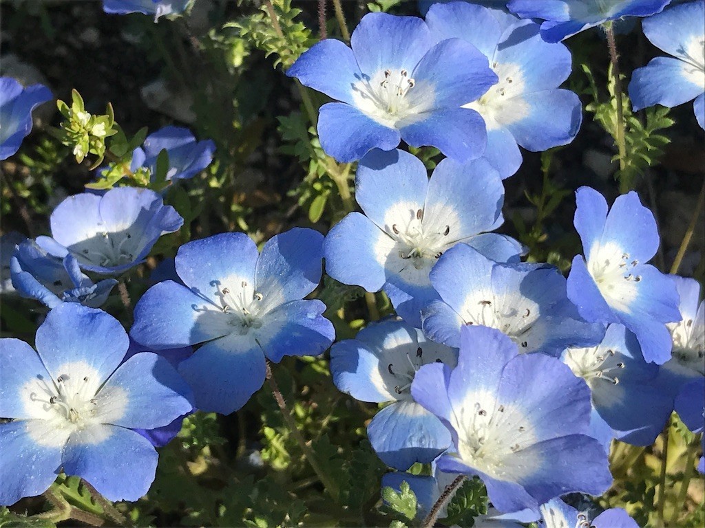 f:id:rosseta:20190422013618j:image