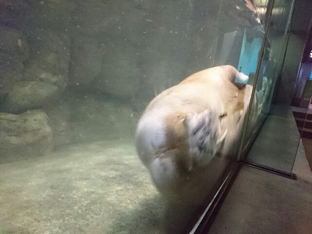 f:id:rotalism:20170312225916j:image