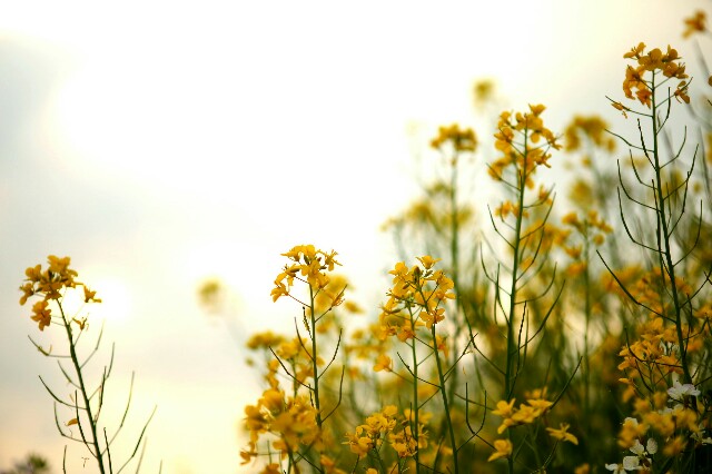 f:id:rotalism:20170424201940j:image