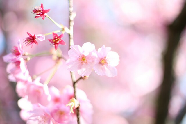 f:id:rotalism:20170424202138j:image