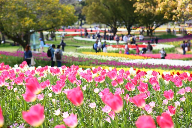 f:id:rotalism:20170424203200j:image