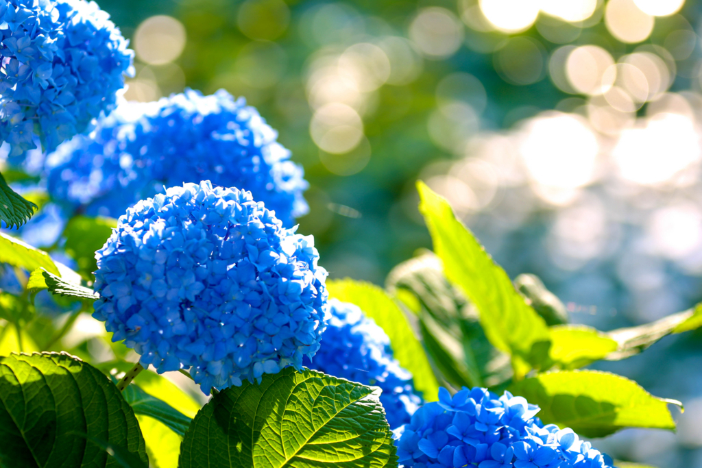 f:id:rotalism:20170725221059j:plain