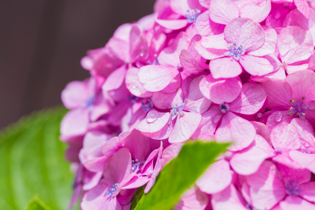 f:id:rotalism:20170725221309j:plain