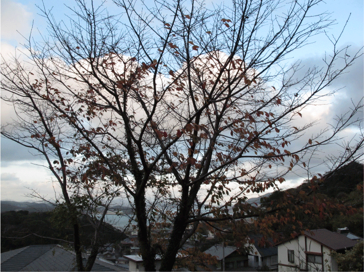 f:id:rotling:20091211164718g:image