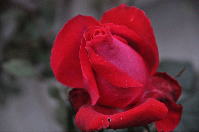 f:id:rotling:20091213124143g:image