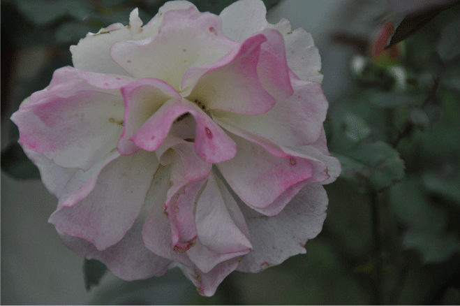 f:id:rotling:20091213124144g:image