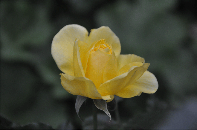 f:id:rotling:20091213124145g:image