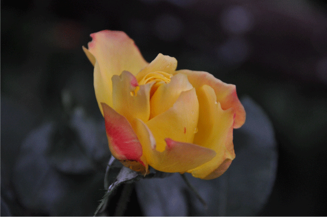 f:id:rotling:20091213124146g:image