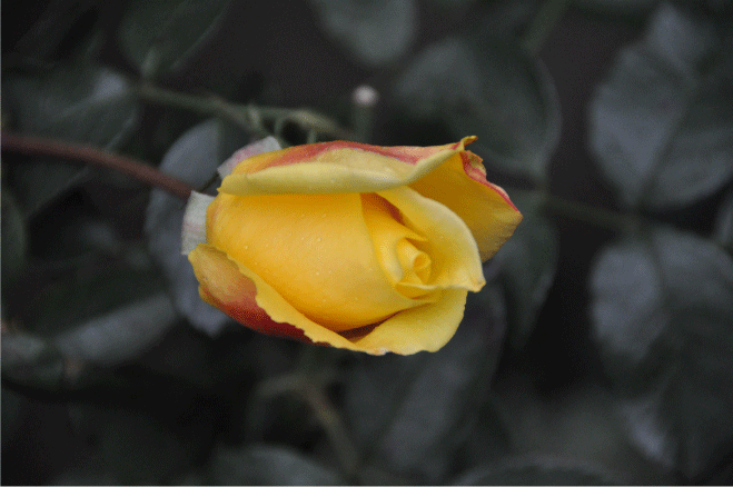 f:id:rotling:20091213124149g:image