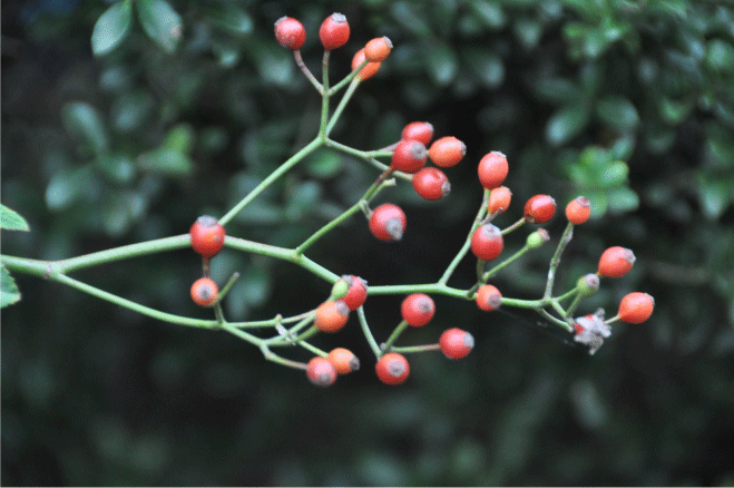 f:id:rotling:20091213124150g:image
