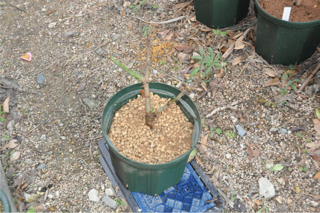 f:id:rotling:20091221175452g:image