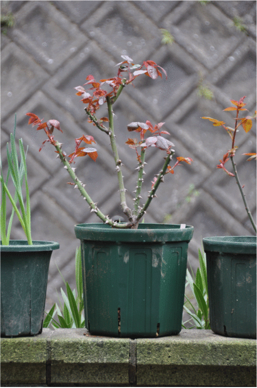 f:id:rotling:20100308161250g:image