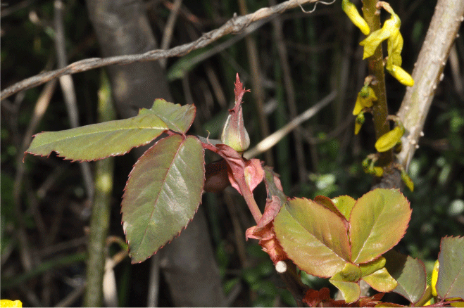 f:id:rotling:20100319131539g:image