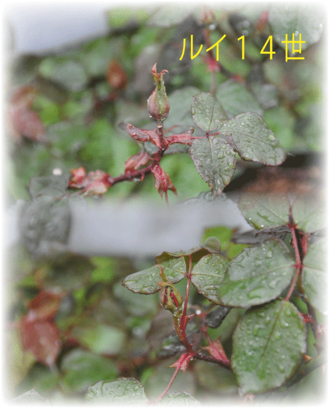 f:id:rotling:20100323161047g:image