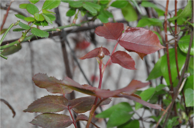 f:id:rotling:20100402231516g:image