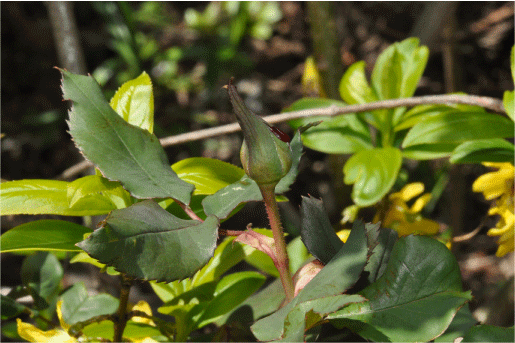 f:id:rotling:20100404131106g:image