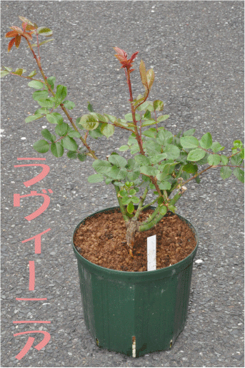 f:id:rotling:20100405123747g:image f:id:rotling:20100405123747g:image