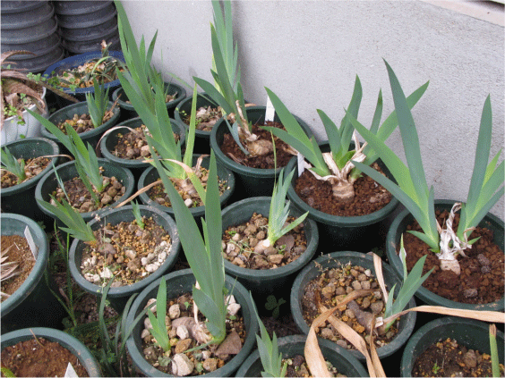 f:id:rotling:20100408162124g:image