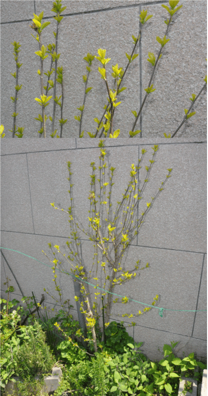 f:id:rotling:20100417125245g:image