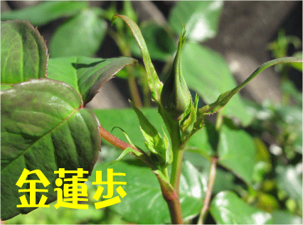 f:id:rotling:20100424152602g:image