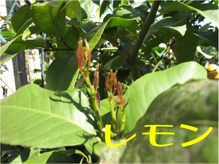 f:id:rotling:20100425133147g:image