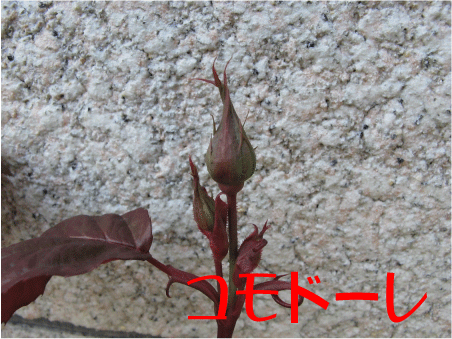 f:id:rotling:20100425133149g:image