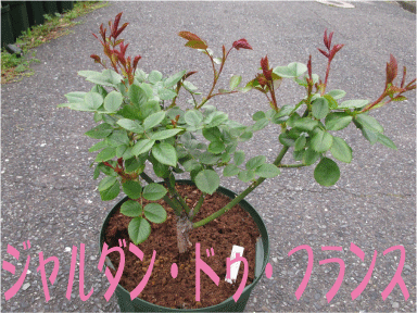 f:id:rotling:20100426182501g:image