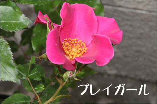 f:id:rotling:20100505115903g:image