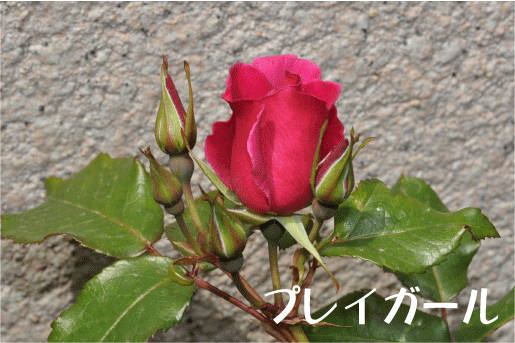 f:id:rotling:20100505115904g:image