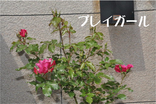 f:id:rotling:20100505115905g:image