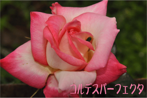 f:id:rotling:20100506111025g:image